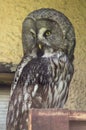 Owl in a Russian zoo.